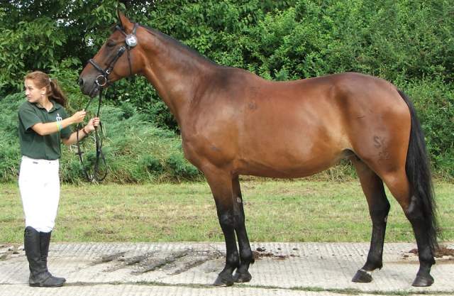 302 F XXIV-3 Hortenzia